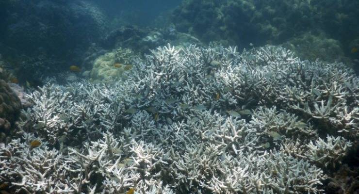 Coral Bleaching on the Great Barrier reef