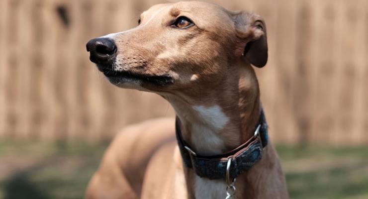 Greyhound dog
