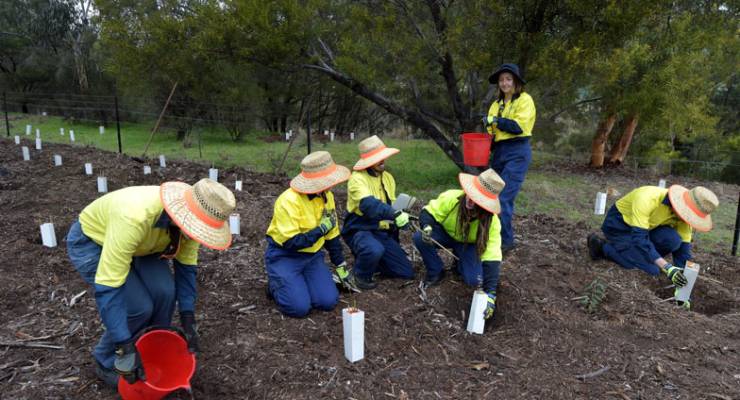 Green Army volunteers plant trees near Queanbeyan in 2015