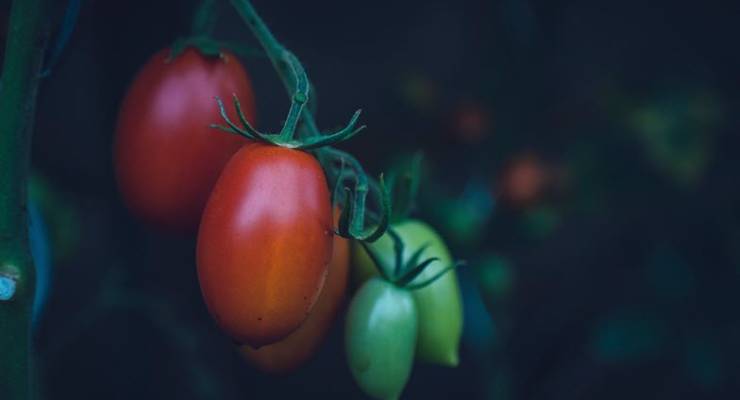 tomatoes markus spiske