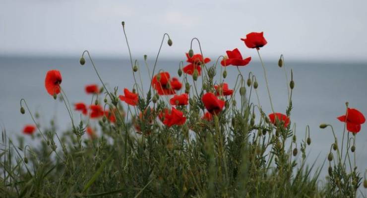 Anzac Day