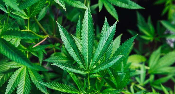 medicinal cannabis