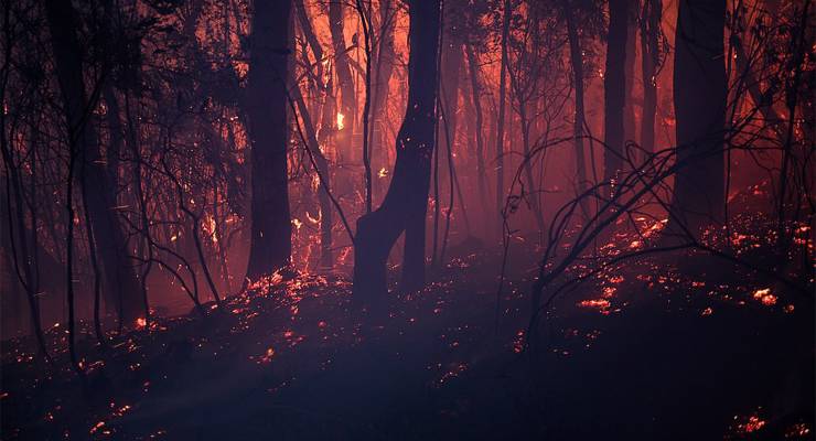 A bushfire in NSW in 2019 (Image: AAP/Dan Himbrechts)