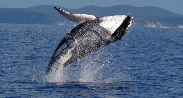 A humpback whale calf breaching at Hervey Bay on the Queensland coast
