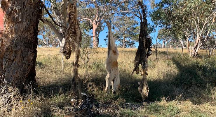 Dead dingoes strung on a tree in the Thredbo region in NSW
