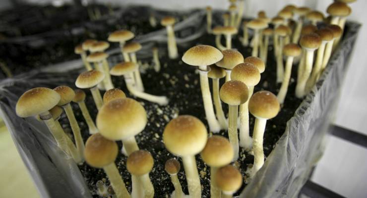 Psilocybin or magic mushroom
