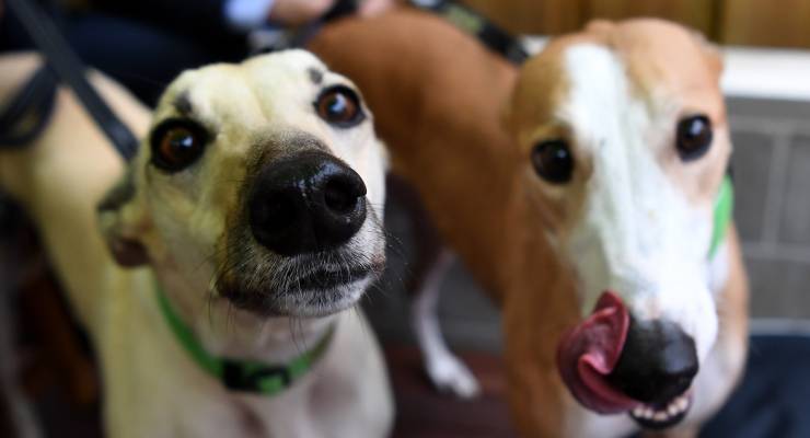 Greyhounds at an adoption centre in Melbourne (Image: AAP/Joe Castro)