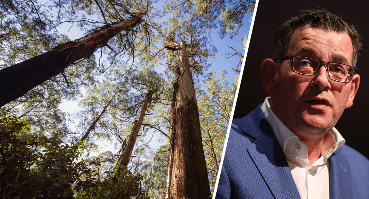 Old-growth forest at Toolangi, east of Melbourne, where the Tanglefoot track is in disrepair; Victorian Premier Daniel Andrews (Images: Chris Taylor, ANU Fenner School of Environment and Society; AAP)