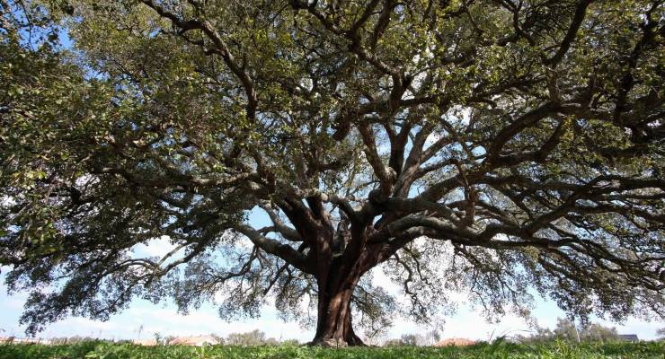 Under the old oak tree ... this stunning specimen in Portugal is 234 years old (Image: EPA/Rui Minderico)