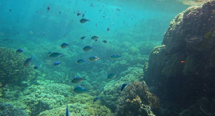 The Great Barrier Reef in Queensland (Image: AAP/Dean Lewins)