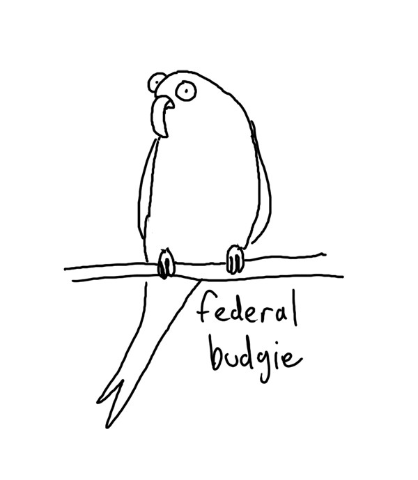 budgie