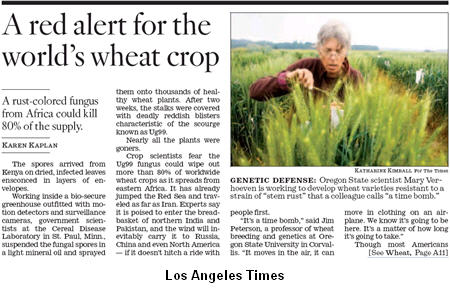 090615lzatimeswheat