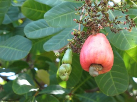 cashew tree