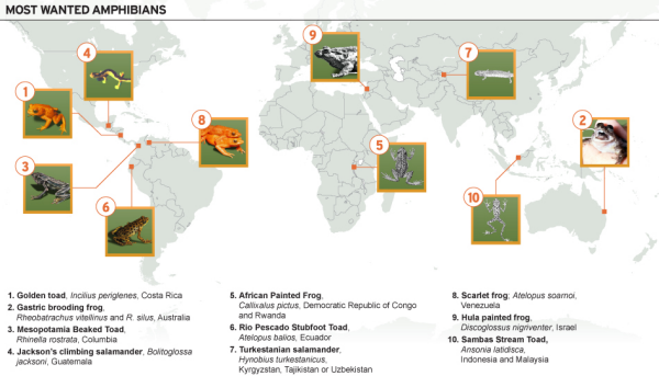 9-08-2010 mostwantedamphibians