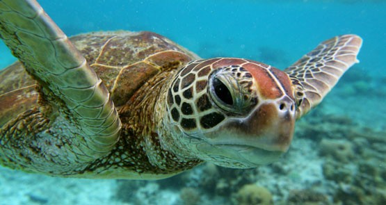 Great Barrier Reef