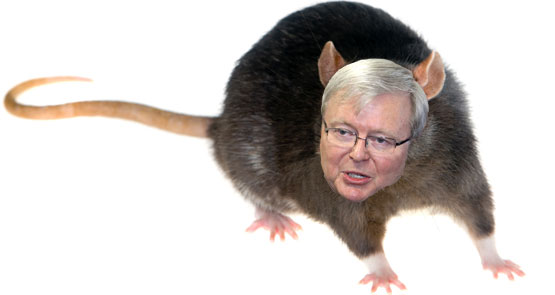 Kevin Rudd as a rat