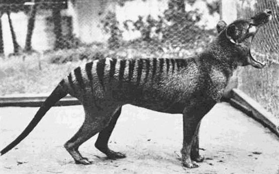 Tasmanian tiger