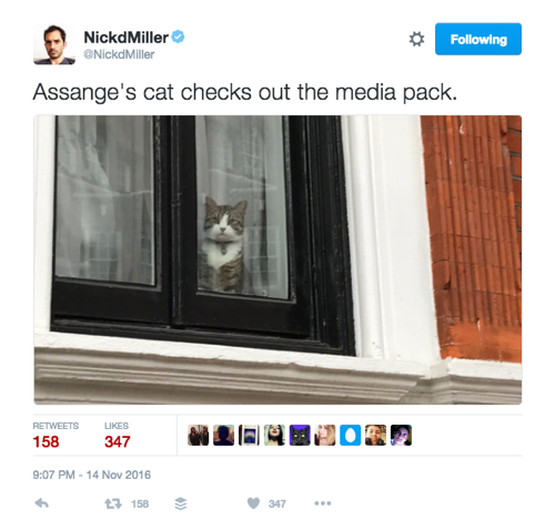 assangecat1