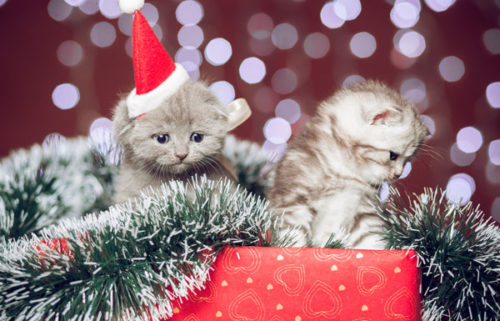 crikey-christmas-kittens