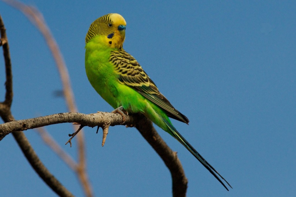 a very obliging Budgerigar Melopsittacus undulatus