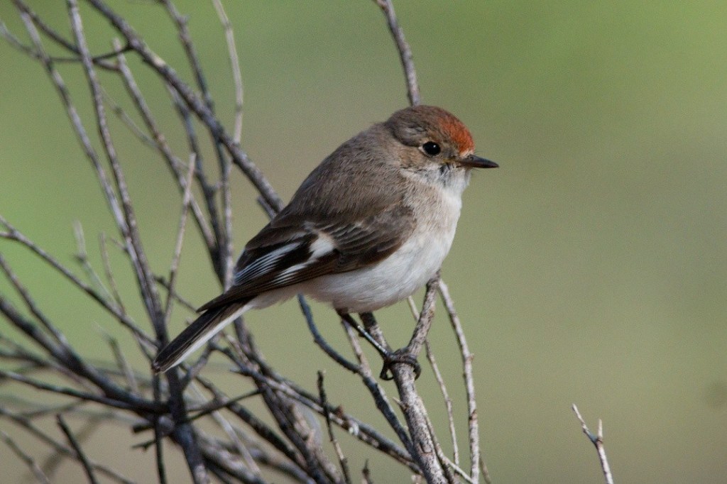 a very territorial female Red-capped Robin Petroica goodenovii