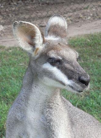 Racist_Wallaby