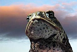 Cane toads