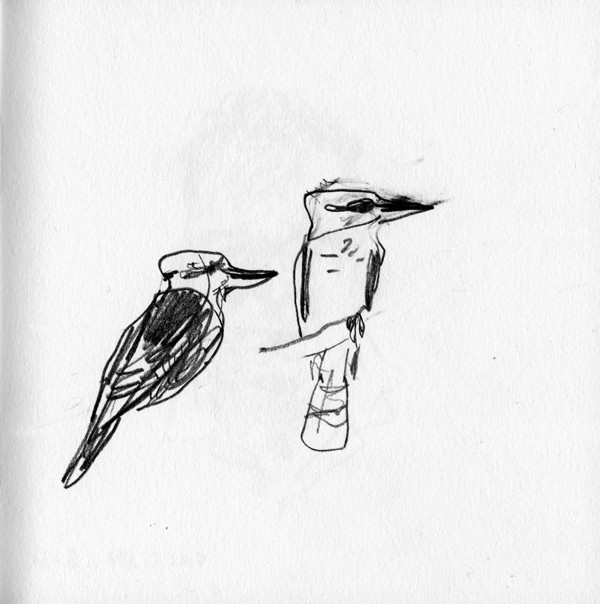 kookaburras4