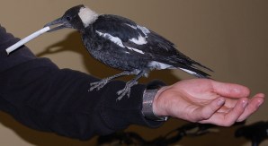 magpie_morris