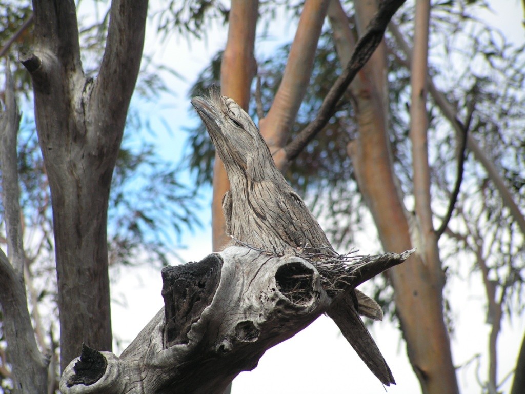 tawny-frogmouth_oct-06_mfc