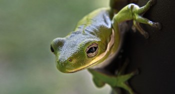 A greenfrog (Image: EPA/Larry W. Smith)